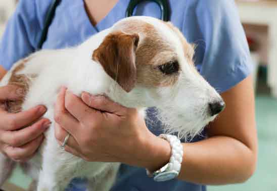 How to I treat my dog for lungworm