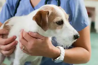 How to I treat my dog for lungworm How to I treat my dog for lungworm