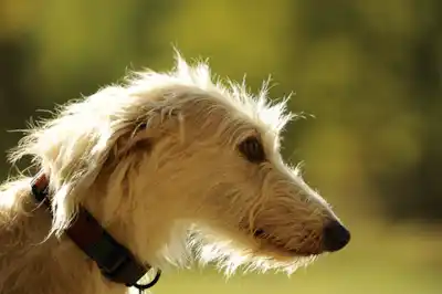 Lurcher dog breed profile Lurcher dog breed profile