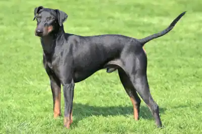 Manchester Terrier dog breed profile Manchester Terrier dog breed profile