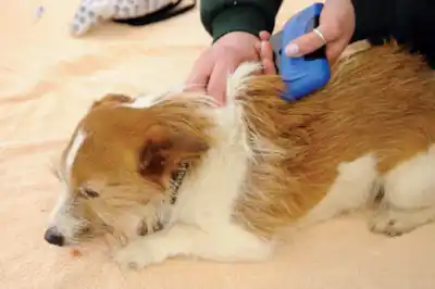 Microchipping your dog Microchipping your dog