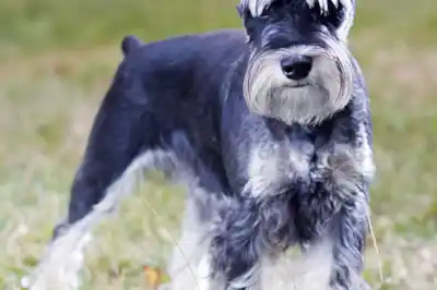 Miniature Schnauzer Miniature Schnauzer