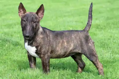 Miniature Bull Terrier dog breed profile Miniature Bull Terrier dog breed profile