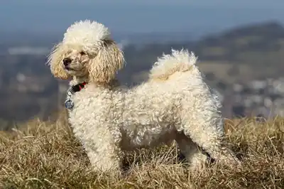 Miniature Poodle Dog Breed Profile Miniature Poodle Dog Breed Profile