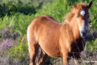 new_forest.jpg new_forest.jpg