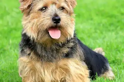 Norfolk Terrier breed profile Norfolk Terrier breed profile