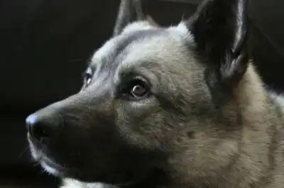 Norwegian Elkhound Dog Breed Profile Norwegian Elkhound Dog Breed Profile