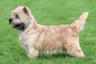 Norwich Terrier dog breed profile Norwich Terrier dog breed profile