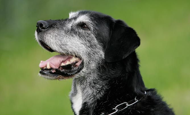 Caring for an older dog