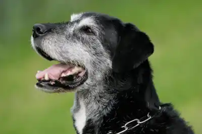 Caring for an older dog Caring for an older dog