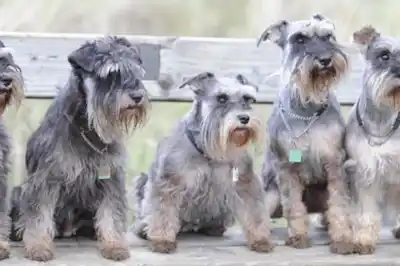 packingadogsuitcase.jpg packingadogsuitcase.jpg