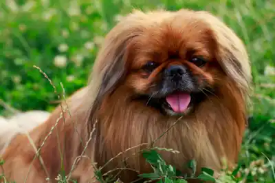 Pekingese Dog Breed Profile Pekingese Dog Breed Profile