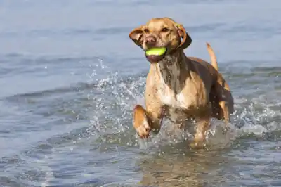 planning_doggy_hols.jpg planning_doggy_hols.jpg