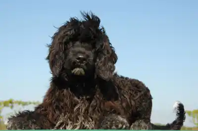 Portuguese Water Dog Breed Profile Portuguese Water Dog Breed Profile