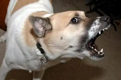 possessive dogs possessive dogs