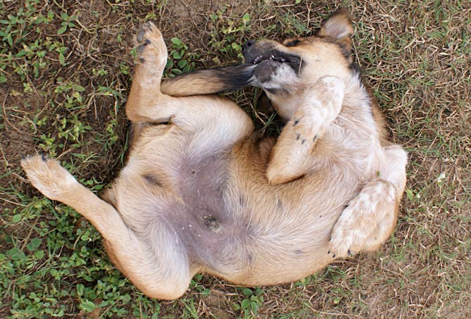 Why do dogs chase their tails?