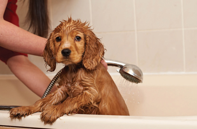 Puppy hates bathtime