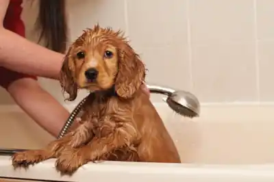 Puppy hates bathtime Puppy hates bathtime
