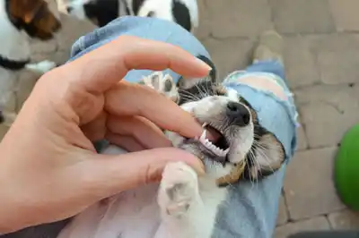 When do puppies lose their teeth? When do puppies lose their teeth?