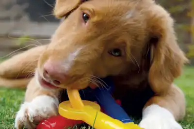 Stop puppy biting Stop puppy biting