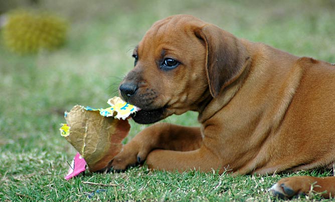 Why does my puppy chew everything?