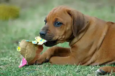 Why does my puppy chew everything? Why does my puppy chew everything?