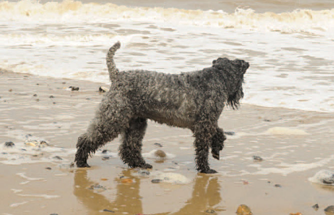 Why is my dog afraid of water?