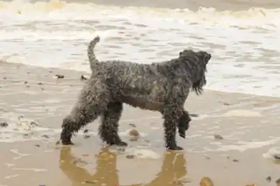 Why is my dog afraid of water? Why is my dog afraid of water?