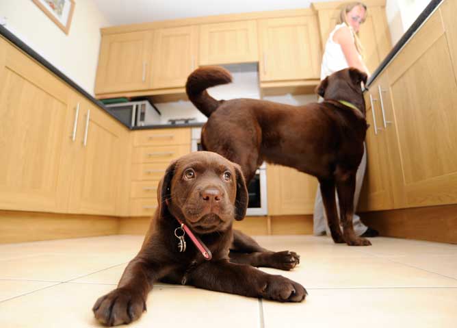 How can I help my pup to settle?