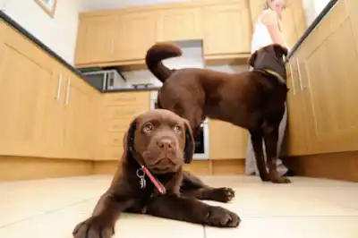 How can I help my pup to settle? How can I help my pup to settle?