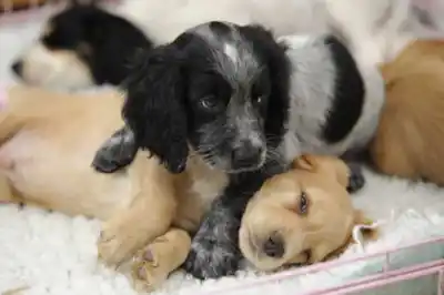 Shall I get a dog or a bitch? Shall I get a dog or a bitch?