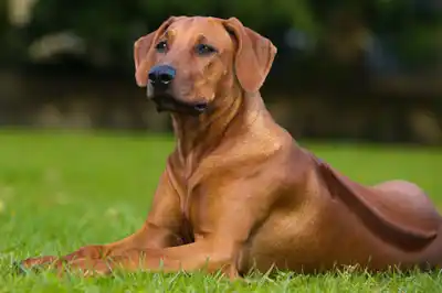 Rhodesian Ridgeback dog breed profile Rhodesian Ridgeback dog breed profile