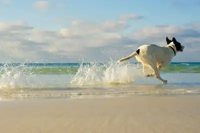 running.jpg running.jpg