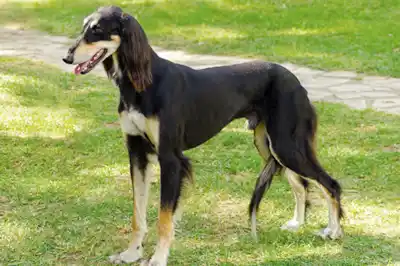 Saluki Dog Breed Profile Saluki Dog Breed Profile