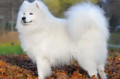 Samoyed Dog Breed Profile Samoyed Dog Breed Profile