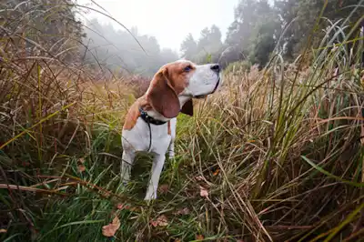 Seasonal canine illness Seasonal canine illness