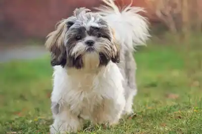 Shih Tzu dog breed profile Shih Tzu dog breed profile