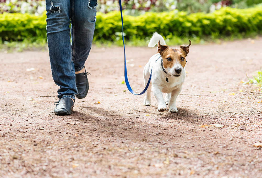 how to train your puppy on a lead