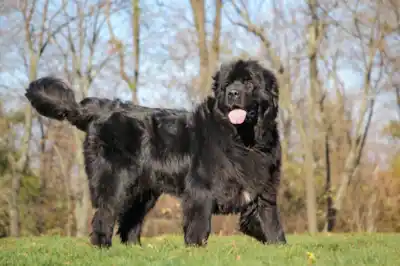 Newfoundland dog Newfoundland dog