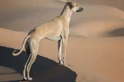 Sloughi dog breed profile Sloughi dog breed profile