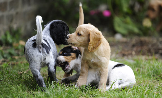 Puppy socialisation