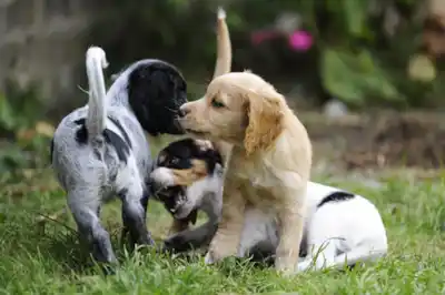 Puppy socialisation Puppy socialisation