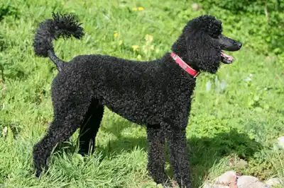 Standard Poodle dog breed profile Standard Poodle dog breed profile