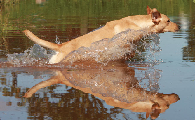 What is swimmer's tail