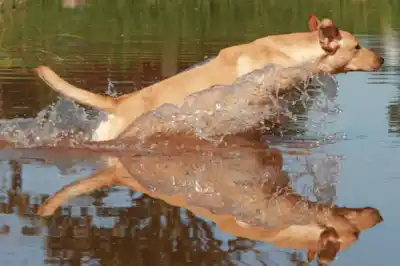 What is swimmer's tail What is swimmer's tail