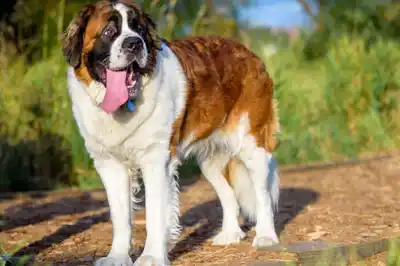 St Bernard dog breed profile St Bernard dog breed profile