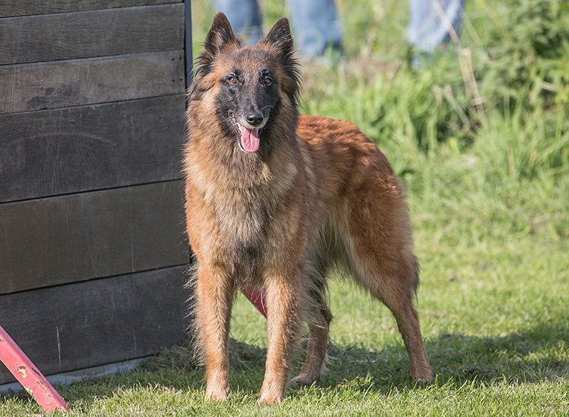 Belgian Shepherd Tervueren dog breed profile