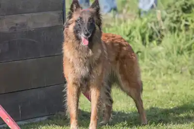 Belgian Shepherd Tervueren dog breed profile Belgian Shepherd Tervueren dog breed profile