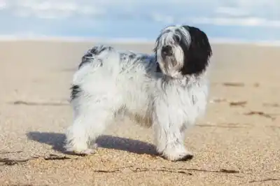 Tibetan Terrier breed profile Tibetan Terrier breed profile