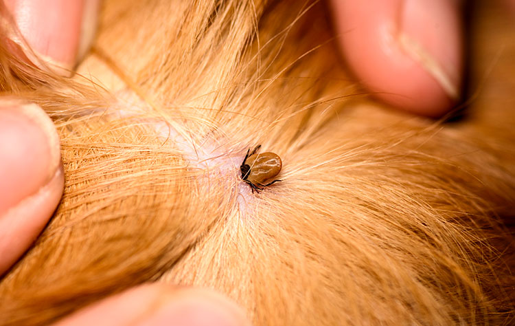 Tick-borne diseases